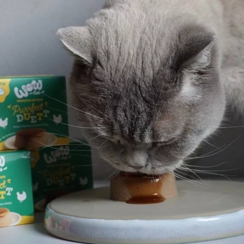 WOW CAT Purrfect Duett Huhn - mus z kurczaka z sosem (2x80g)