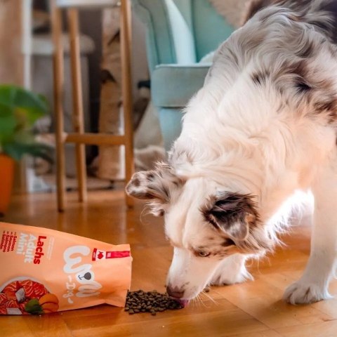 WOW DOG MINI Lachs - z łososiem, szpinakiem i batatami dla psów małych ras (1 kg)