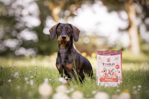 YDOLO MINI Iberico - wieprzowina Iberico - półwilgotna karma dla psów małych ras (700g)