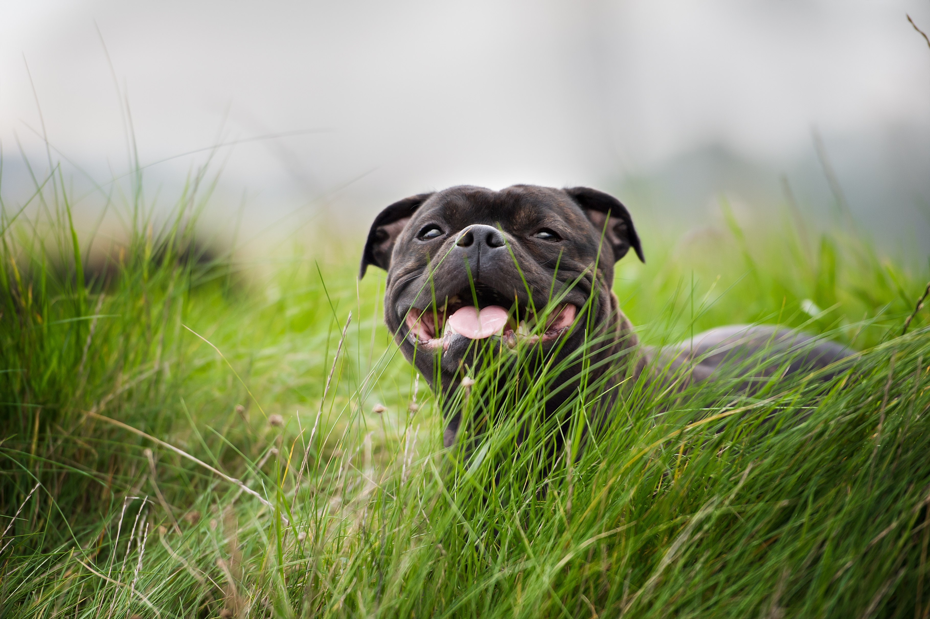 6 alternatywnych źródeł węglowodanów w bezglutenowej karmie dla psów